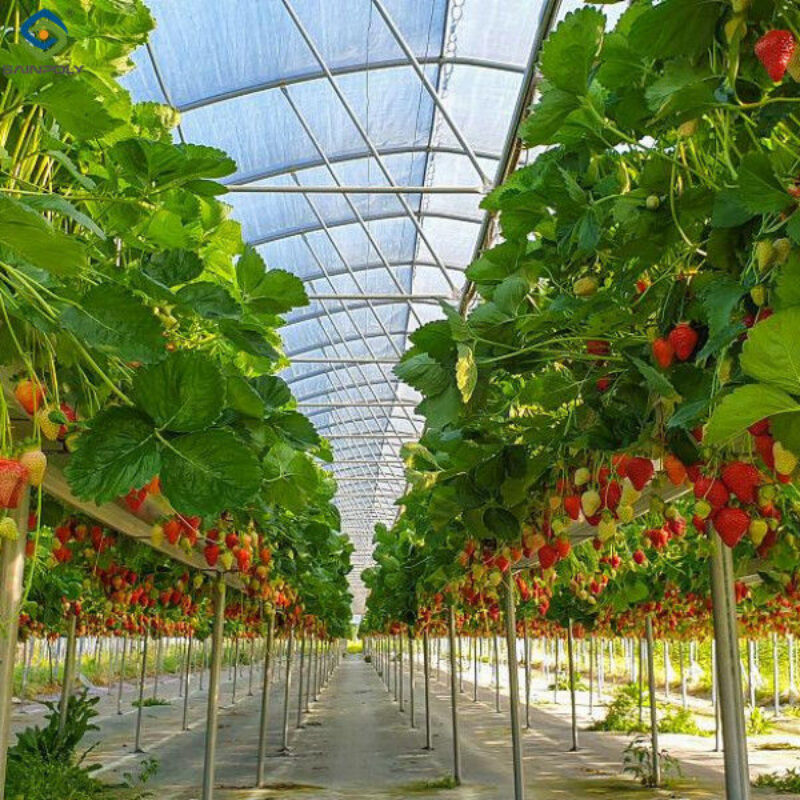 Multi Span Large Tunnel Greenhouse Strawberry Growing Automatic Greenhouse