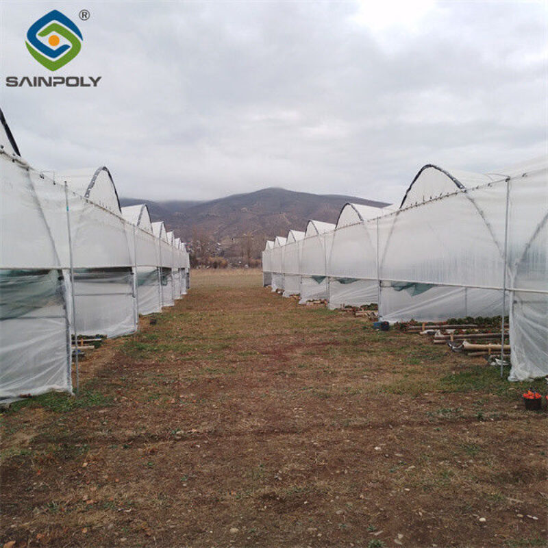 Multi Span Large Tunnel Greenhouse Strawberry Growing Automatic Greenhouse