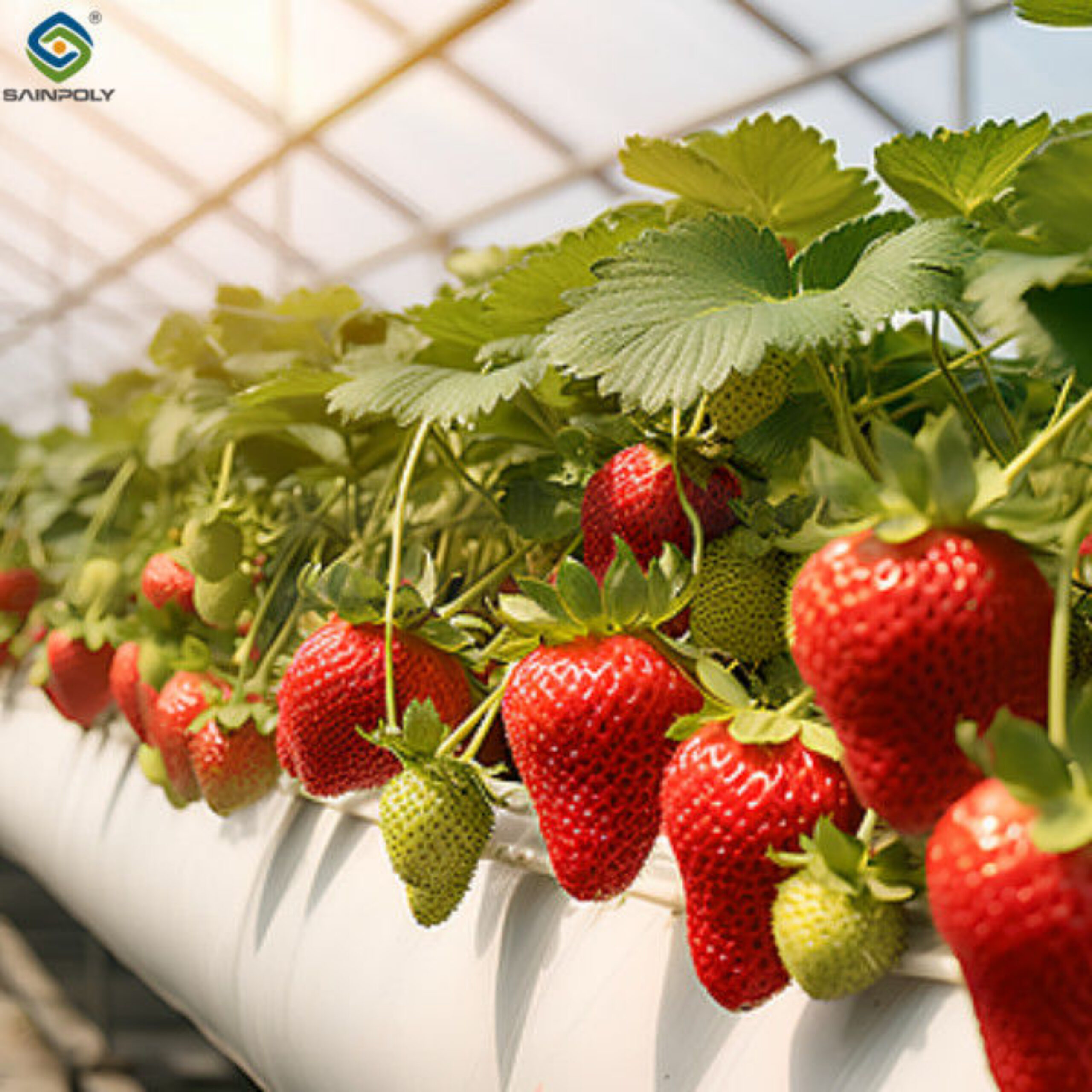 Multi Span Large Tunnel Greenhouse Strawberry Growing Automatic Greenhouse