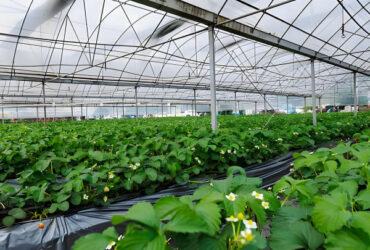 Multi Span Large Tunnel Greenhouse Strawberry Growing Automatic Greenhouse