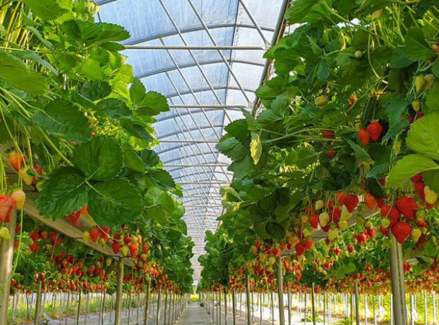 Multi Span Large Tunnel Greenhouse Strawberry Growing Automatic Greenhouse