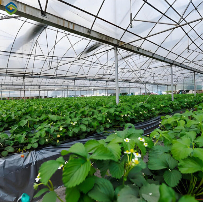 Multi Span Large Tunnel Greenhouse Strawberry Growing Automatic Greenhouse