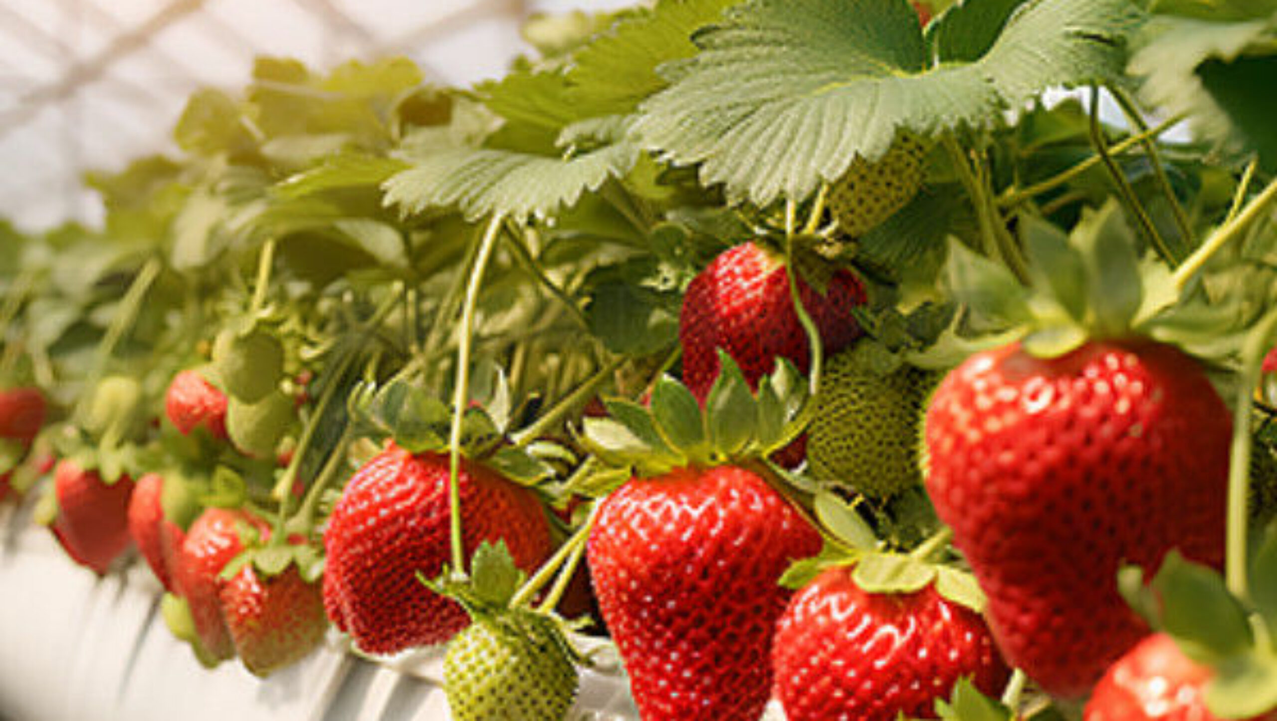 Multi Span Large Tunnel Greenhouse Strawberry Growing Automatic Greenhouse