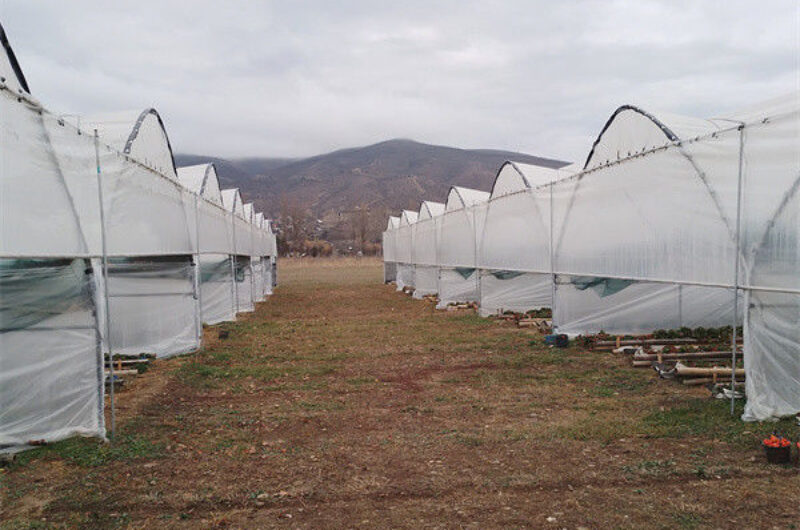 Multi Span Large Tunnel Greenhouse Strawberry Growing Automatic Greenhouse