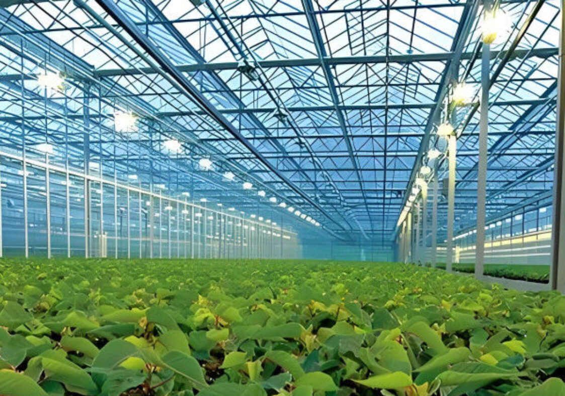 Multi Wall Polycarbonate Gothic Style Greenhouse With Hollow Sheet