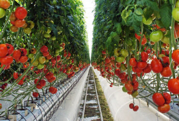 Multispan Glass Polycarbonate Film Greenhouse For Tomato Plants
