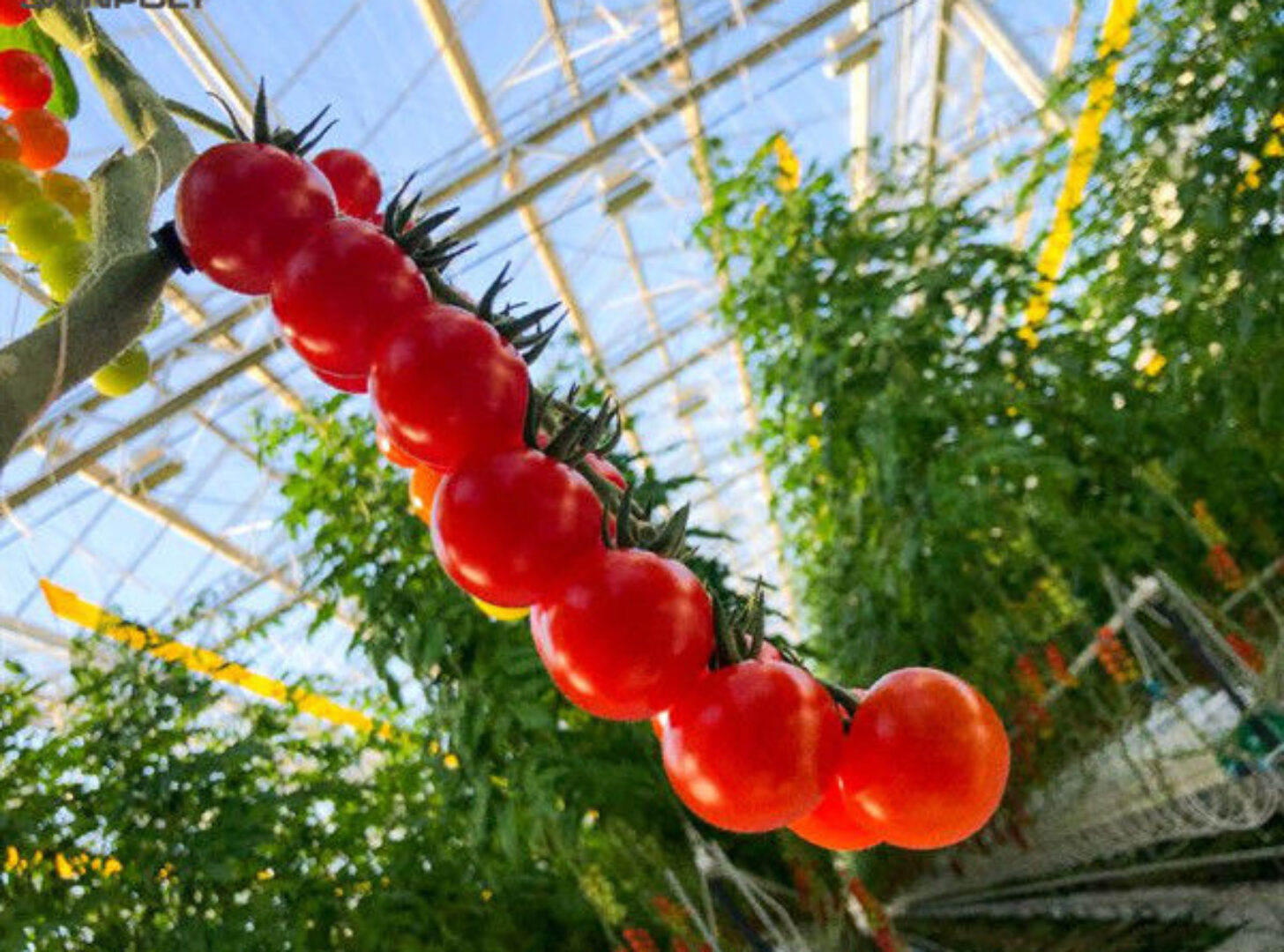 Multispan Glass Polycarbonate Film Greenhouse For Tomato Plants