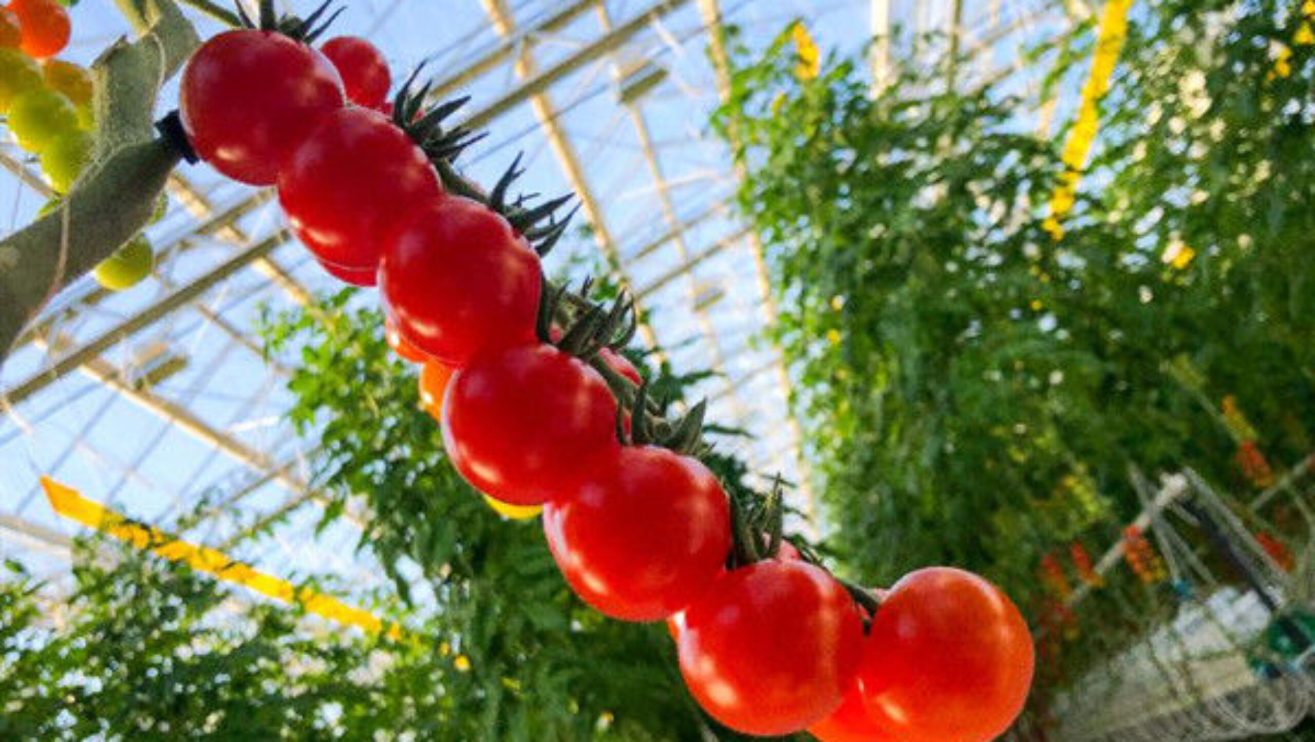 Multispan Glass Polycarbonate Film Greenhouse For Tomato Plants