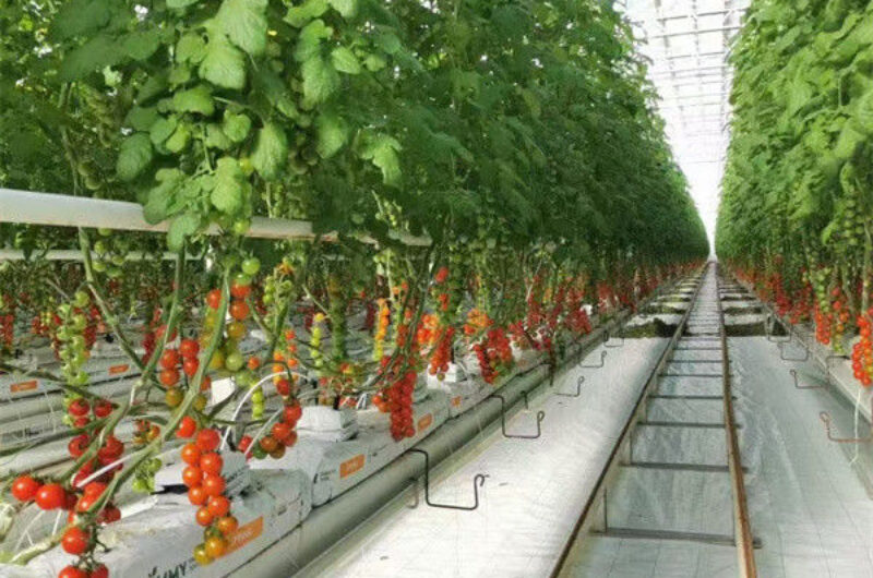 Multispan Glass Polycarbonate Film Greenhouse For Tomato Plants