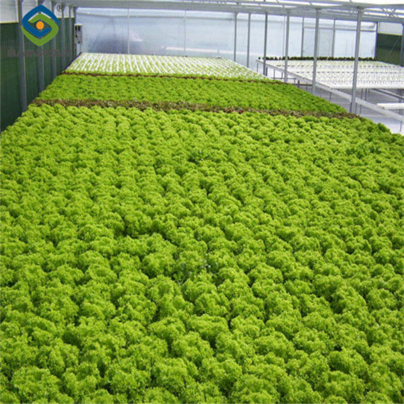 Multispan Lettuce Work Greenhouse With NFT Hydroponic Growing Systems