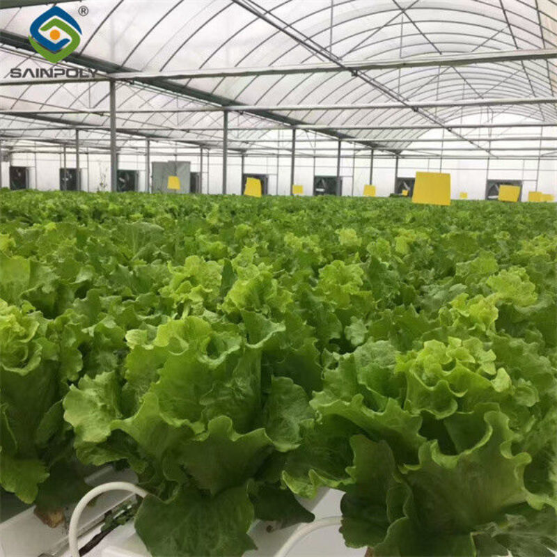 Multispan Lettuce Work Greenhouse With NFT Hydroponic Growing Systems