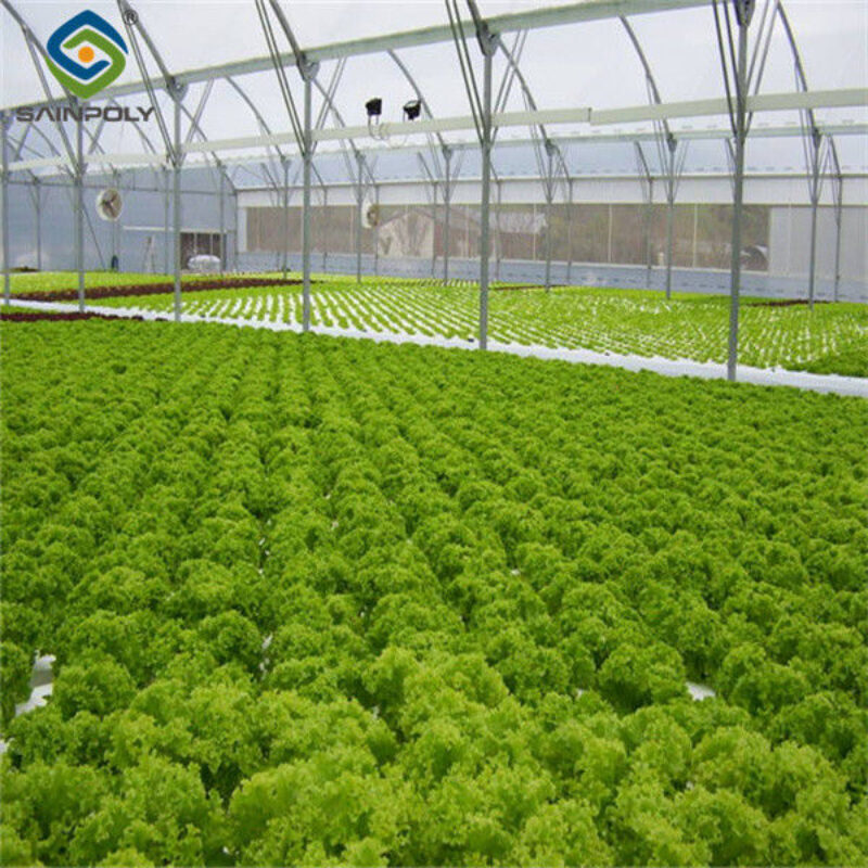 Multispan Lettuce Work Greenhouse With NFT Hydroponic Growing Systems