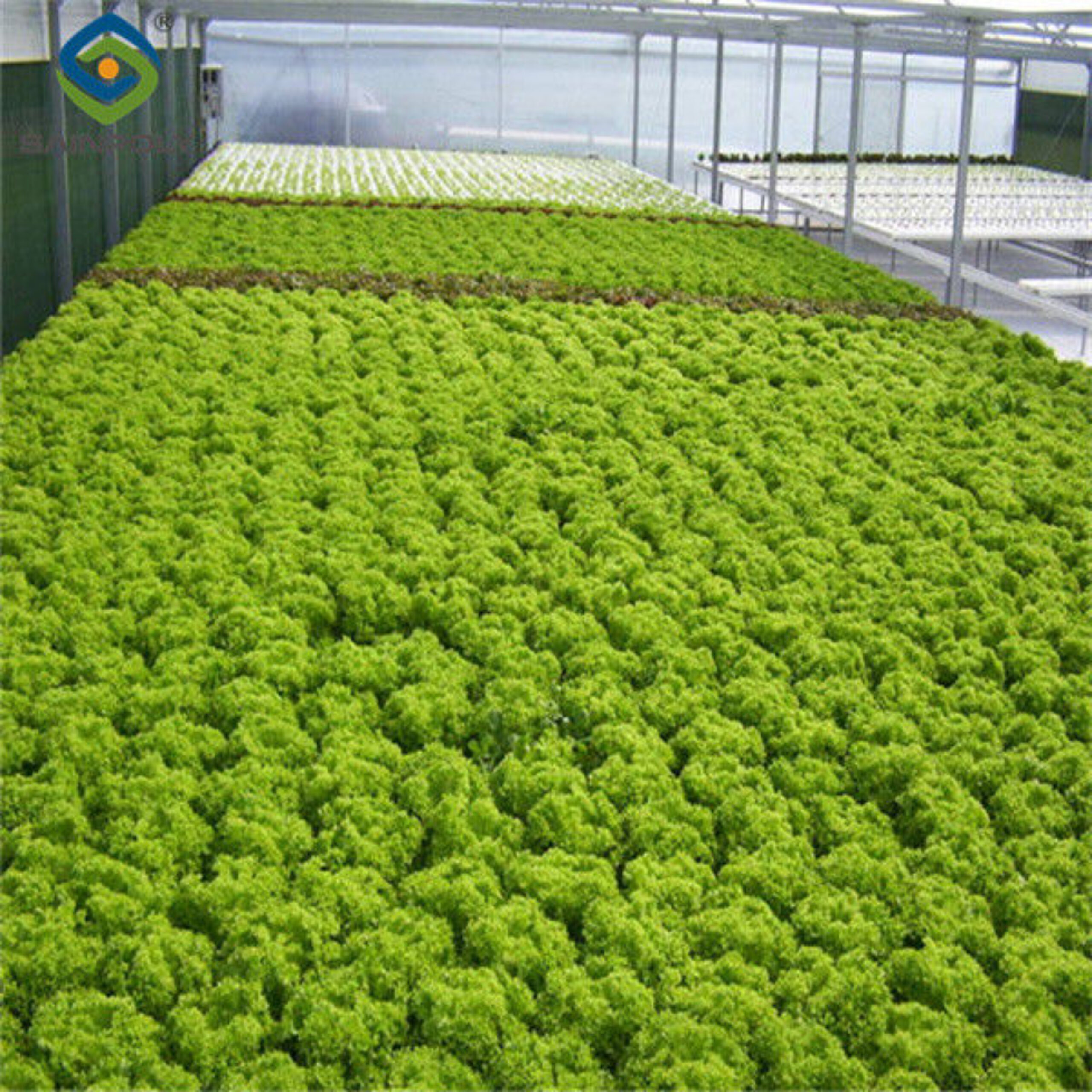 Multispan Lettuce Work Greenhouse With NFT Hydroponic Growing Systems