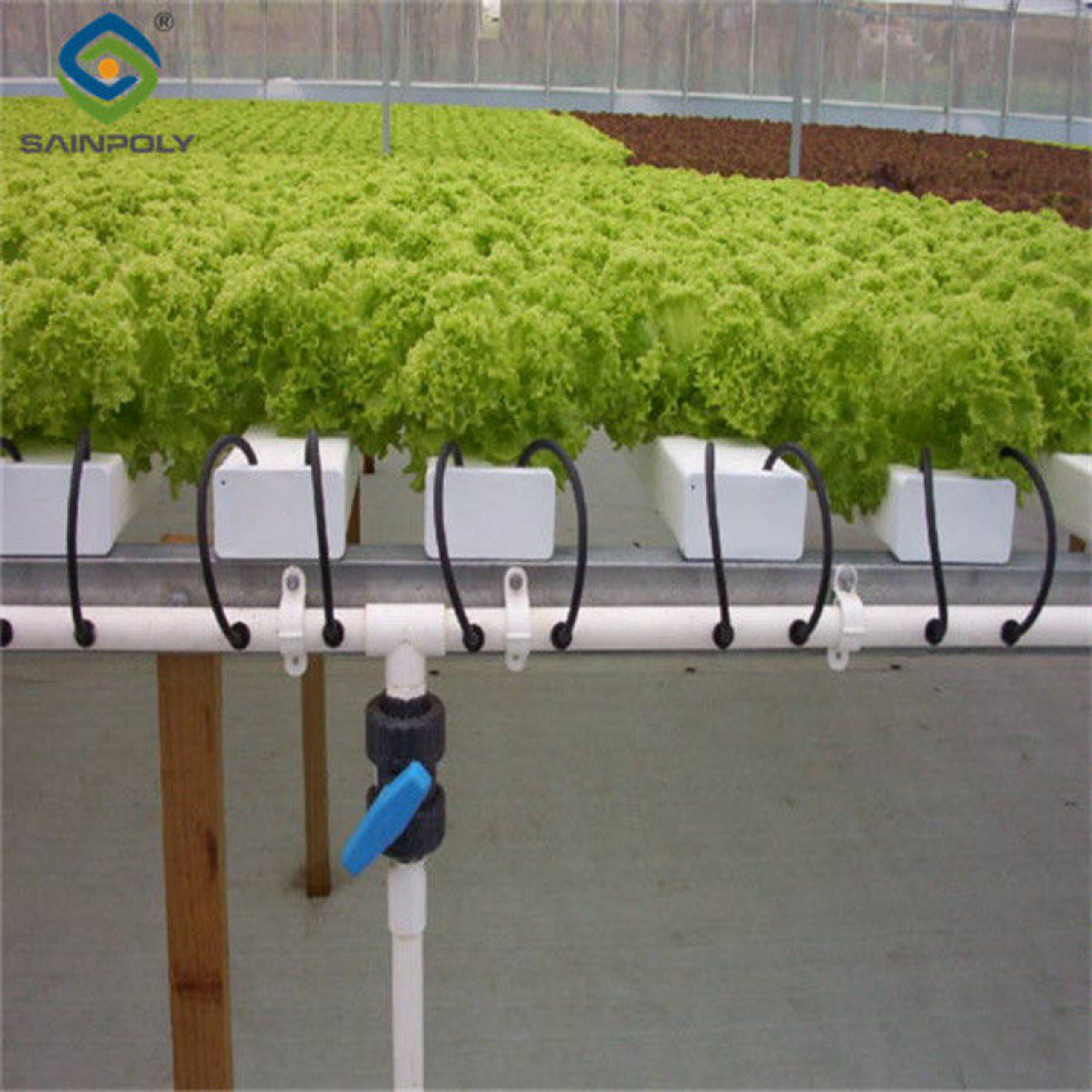 Multispan Lettuce Work Greenhouse With NFT Hydroponic Growing Systems