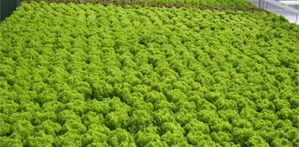 Multispan Lettuce Work Greenhouse With NFT Hydroponic Growing Systems