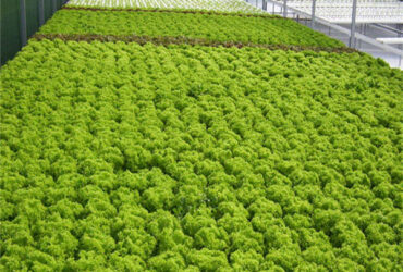 Multispan Lettuce Work Greenhouse With NFT Hydroponic Growing Systems