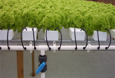 Multispan Lettuce Work Greenhouse With NFT Hydroponic Growing Systems