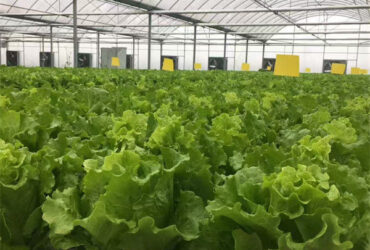 Multispan Lettuce Work Greenhouse With NFT Hydroponic Growing Systems