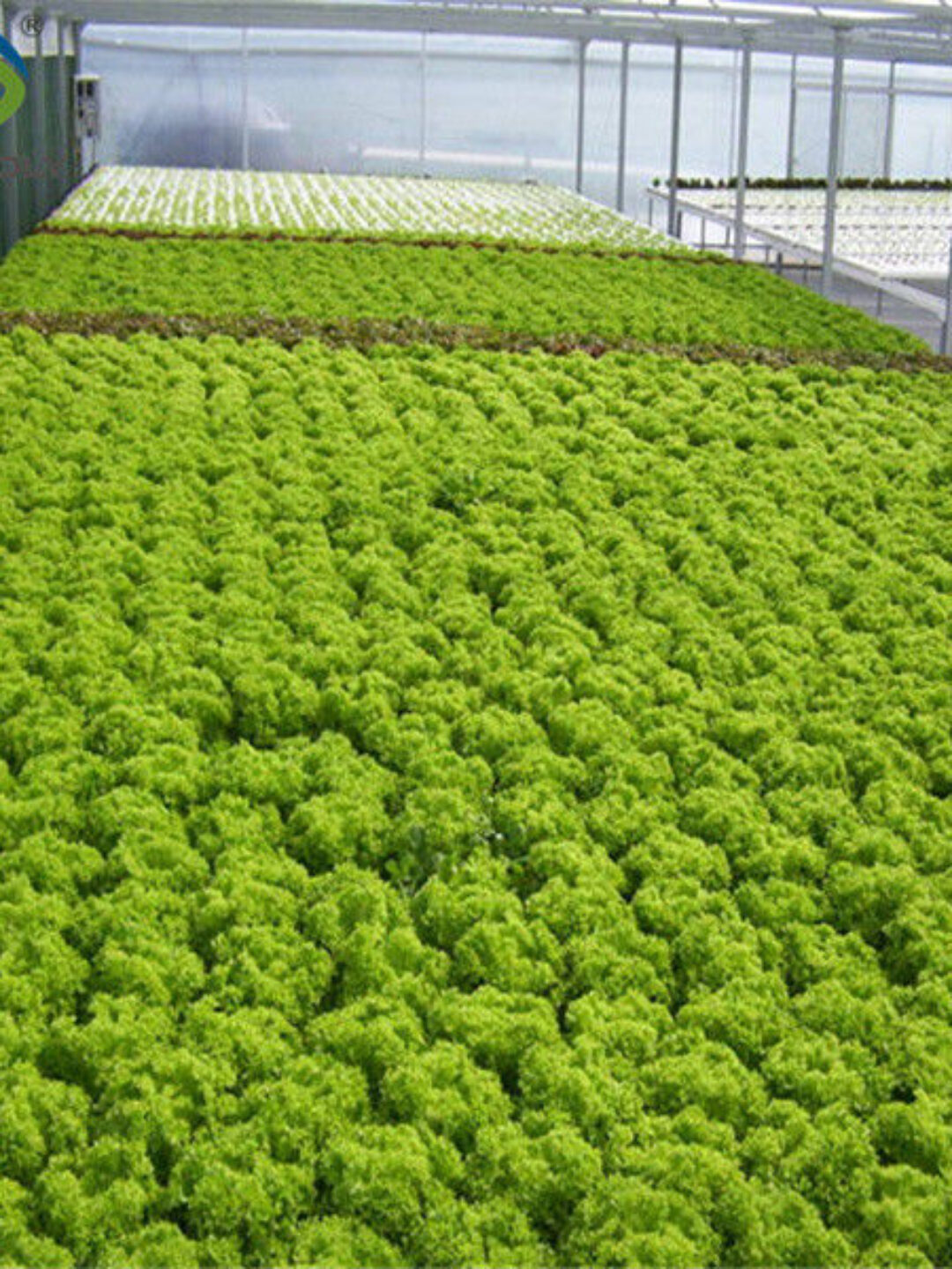 Multispan Lettuce Work Greenhouse With NFT Hydroponic Growing Systems