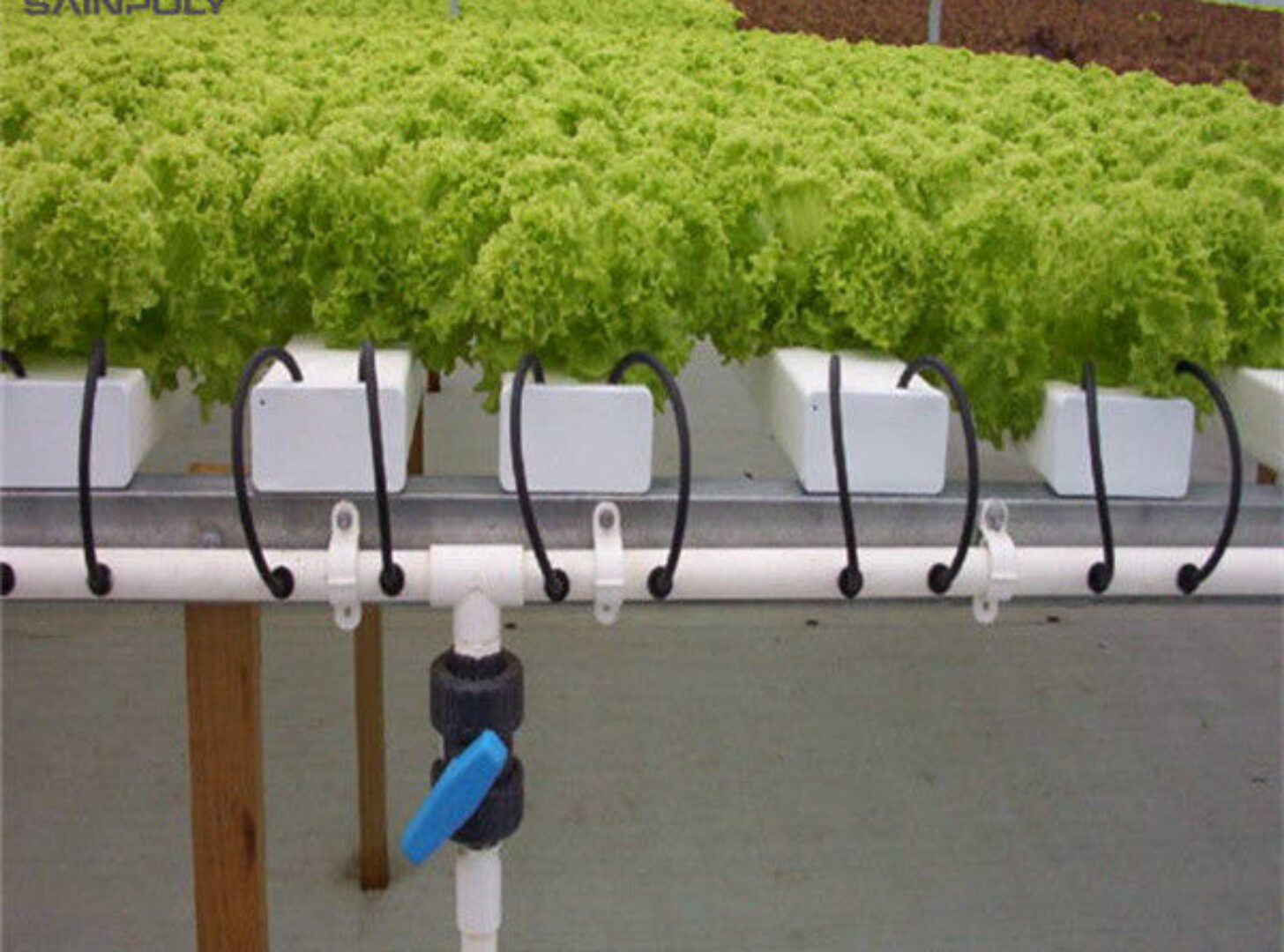 Multispan Lettuce Work Greenhouse With NFT Hydroponic Growing Systems