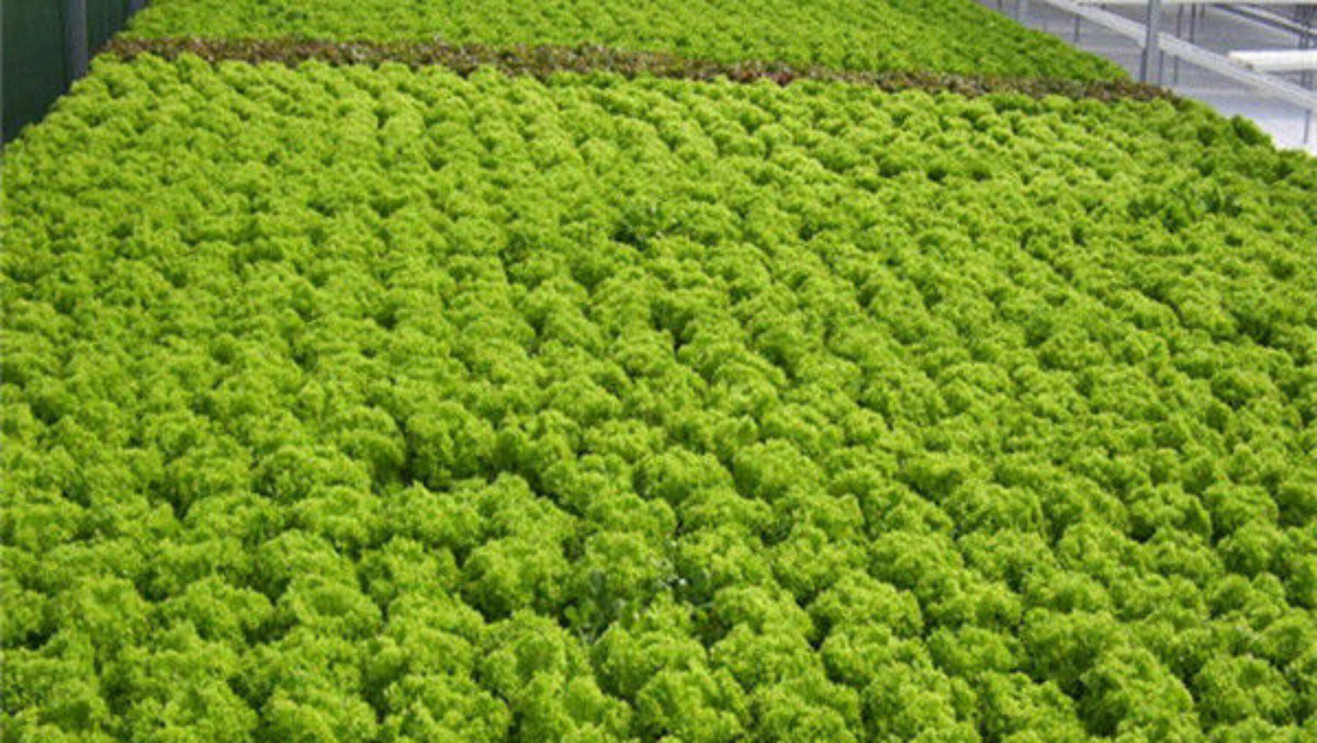 Multispan Lettuce Work Greenhouse With NFT Hydroponic Growing Systems