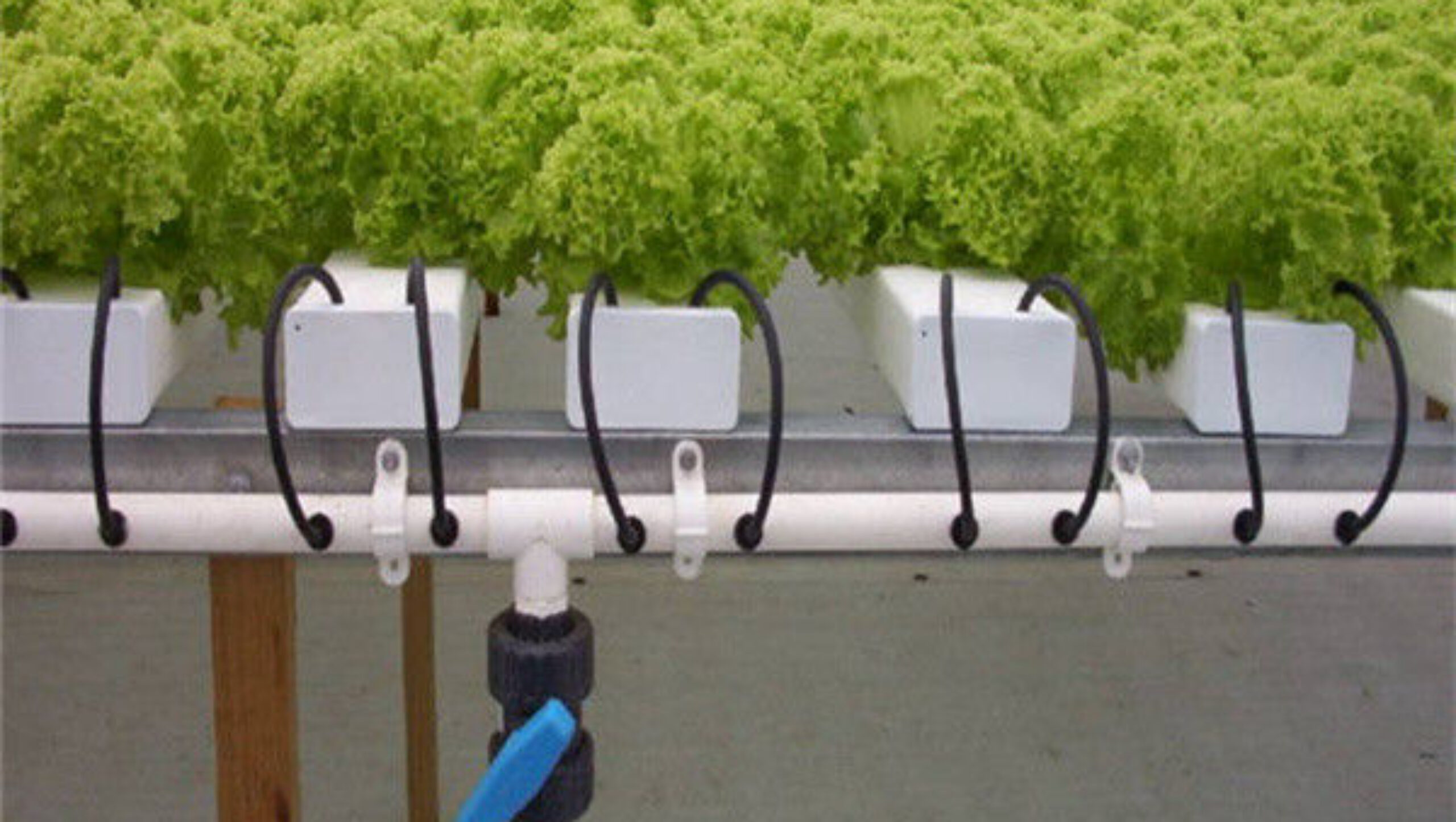 Multispan Lettuce Work Greenhouse With NFT Hydroponic Growing Systems