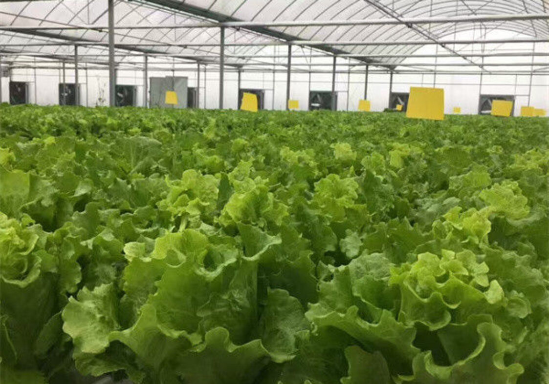 Multispan Lettuce Work Greenhouse With NFT Hydroponic Growing Systems