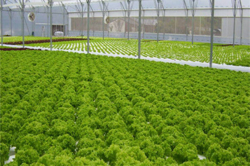 Multispan Lettuce Work Greenhouse With NFT Hydroponic Growing Systems