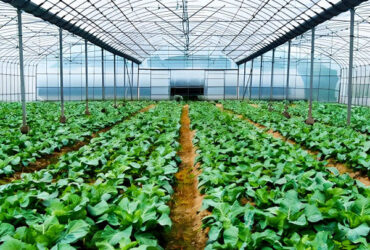 Multispan Vegetable Growing Greenhouse Commercial Tunnel Greenhouse