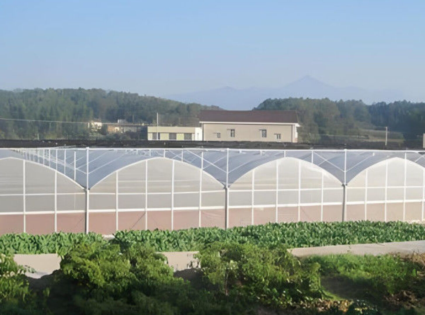 Multispan Vegetable Growing Greenhouse Commercial Tunnel Greenhouse