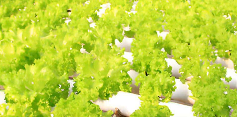 OEM Agricultural Hydroponic Green House With Top And Side Window Ventilation