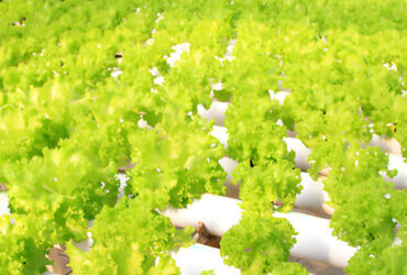 OEM Agricultural Hydroponic Green House With Top And Side Window Ventilation