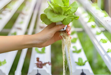 OEM Agricultural Hydroponic Green House With Top And Side Window Ventilation