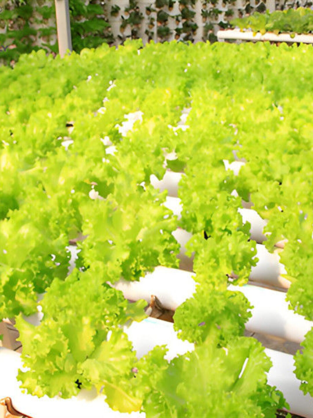 OEM Agricultural Hydroponic Green House With Top And Side Window Ventilation