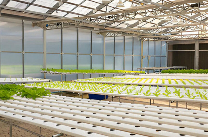 OEM Agricultural Hydroponic Green House With Top And Side Window Ventilation