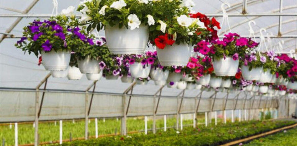 Flower Greenhouse structure and growing equipment options