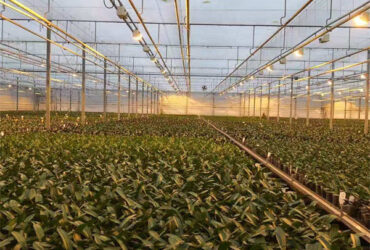 OEM Agriculture Green House Commercial Glass Greenhouse With Humidity Regulation