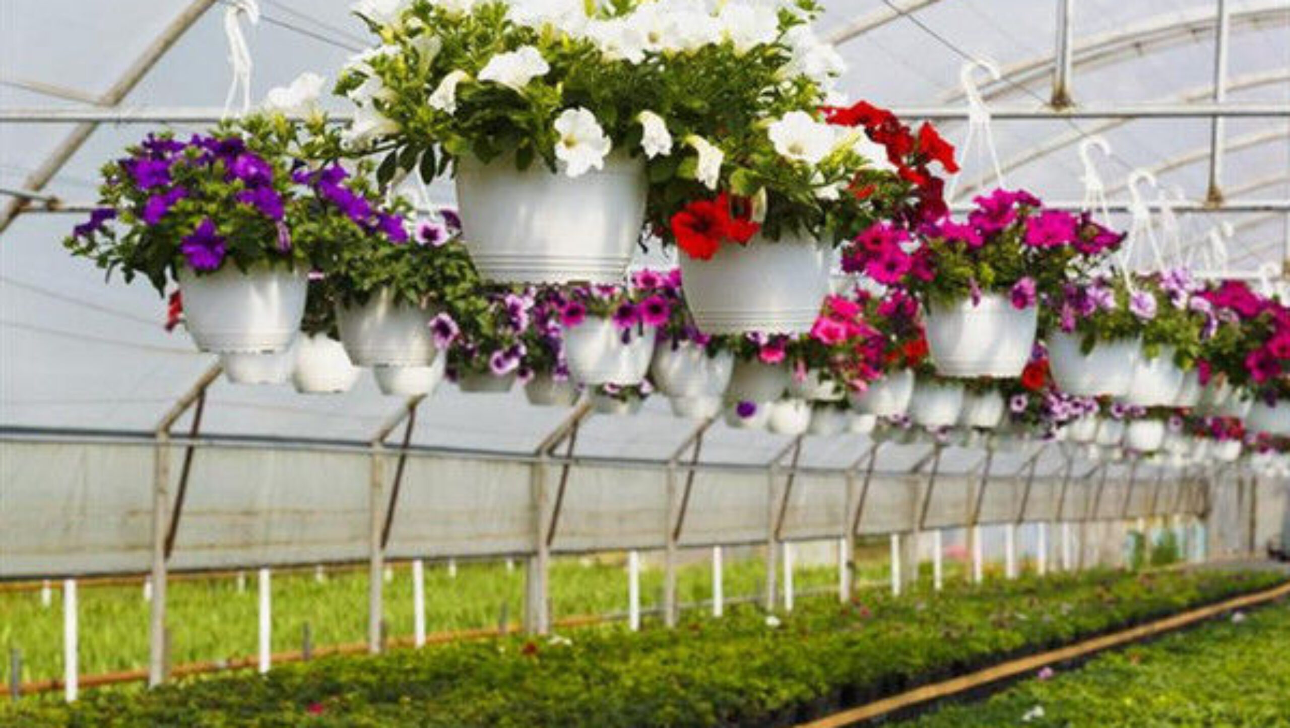 OEM Agriculture Green House Commercial Glass Greenhouse With Humidity Regulation