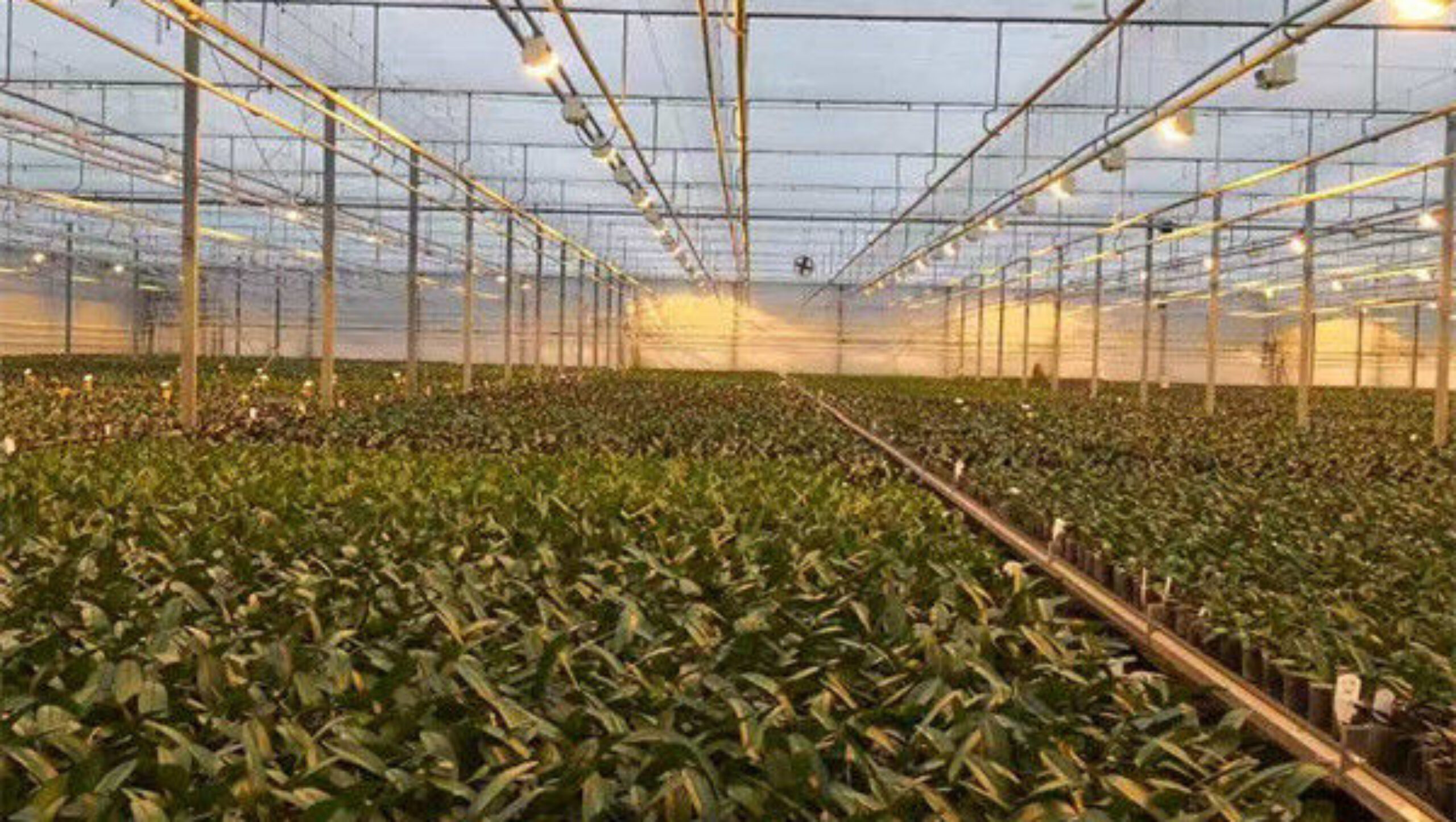 OEM Agriculture Green House Commercial Glass Greenhouse With Humidity Regulation