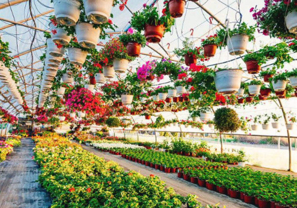OEM Agriculture Green House Commercial Glass Greenhouse With Humidity Regulation