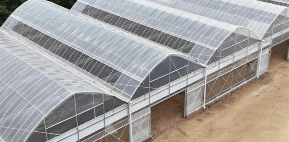OEM Commercial Polycarbonate Greenhouse Kits Single Span Greenhouse Vegetable Seeding