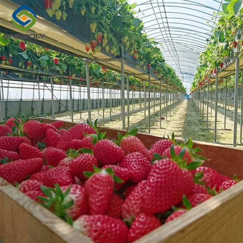 OEM Steel Frame Fruit And Vegetable Greenhouse For Strawberries