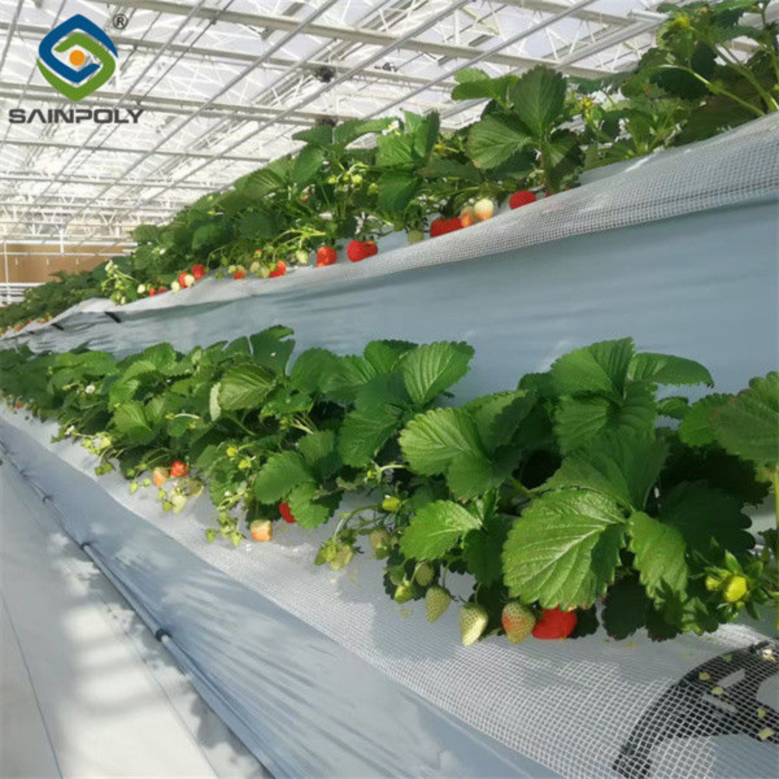 OEM Steel Frame Fruit And Vegetable Greenhouse For Strawberries
