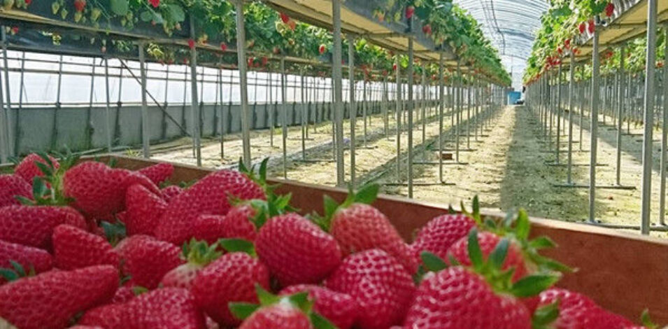 OEM Steel Frame Fruit And Vegetable Greenhouse For Strawberries
