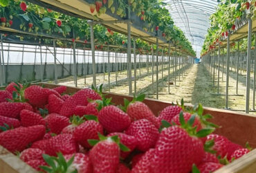 OEM Steel Frame Fruit And Vegetable Greenhouse For Strawberries
