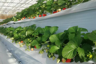 OEM Steel Frame Fruit And Vegetable Greenhouse For Strawberries