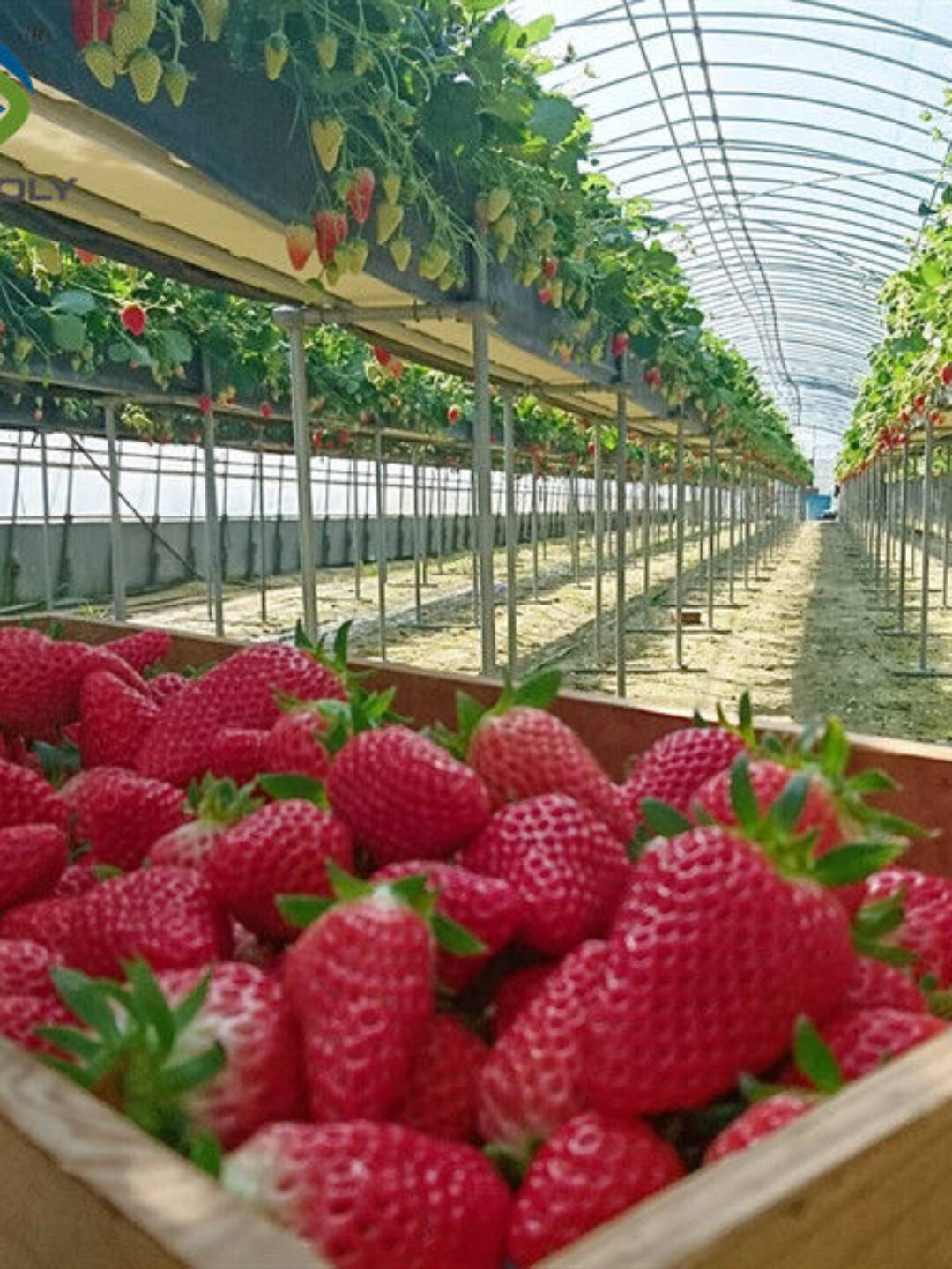 OEM Steel Frame Fruit And Vegetable Greenhouse For Strawberries