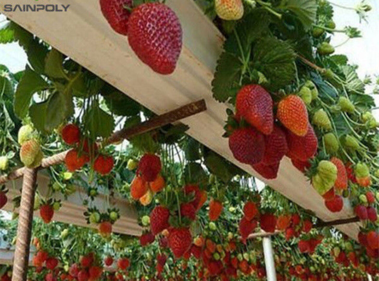 OEM Steel Frame Fruit And Vegetable Greenhouse For Strawberries