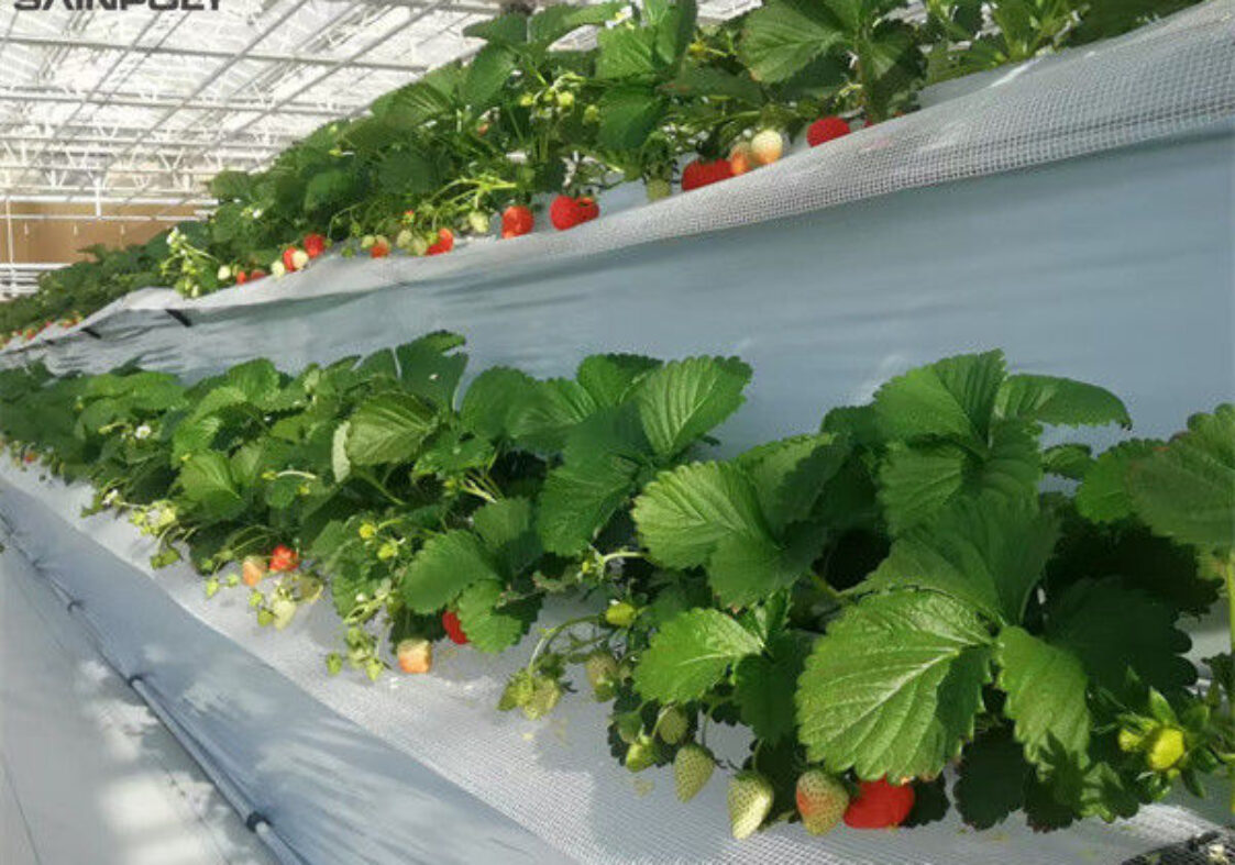 OEM Steel Frame Fruit And Vegetable Greenhouse For Strawberries