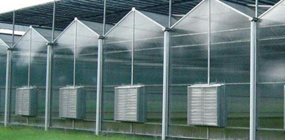 PC Sheet Venlo Type Greenhouse Large Commercial Polycarbonate Greenhouse Energy Saving
